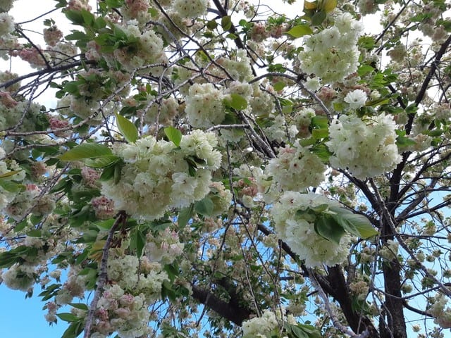 八重桜